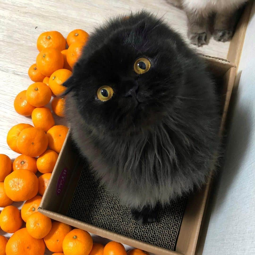 ギモさんのインスタグラム写真 - (ギモInstagram)「ㅤ #제품협찬 ㅤ 🍊 탱글한 귤을 보니 겨울이 확 느껴져요. 제주도 중문더드림감귤농장에서 귤을 보내주셨어요. 작년 11월에 제주도 여행을 갔었는데 정말 멋진 풍경 많이 보고 왔었거든요. 새별오름, 협재 해수욕장, 진짜 멋있던 제주의 노을들..! ㅤ 올해는 어쩔수 없는 집콕이지만 손 노랗게 제주귤 까먹으며 추억에 젖어봅니다☺️ 귤박스 날개를 안으로 접어 넣으면 영희님들 스크래쳐로 사용할 수 있게 되어 있는데요, 역시나 박스 접자마자 호다닥 들어가 주는 센스ㅋㅋ 비싸고 고급진 것 따지지 않고 종이 스크래쳐 짱 좋아하는 착한취향 고양이덜 칭찬해..! 새콤한 귤도 맛있구 애들 스크래쳐까지 생겨서 행벅🤤❣️ (수익금 일부를 동물보호 단체에 기부예정이라고 합니다) @jungmungyul  #cat #토토상회 #요새긤이눈참예뽀다 #스크래쳐는너네꺼 #귤은내꺼 #제주귤 #귤 #조생귤 #제주중문 #중문더드림감귤 #귤냥박스」11月17日 22時58分 - 1room1cat