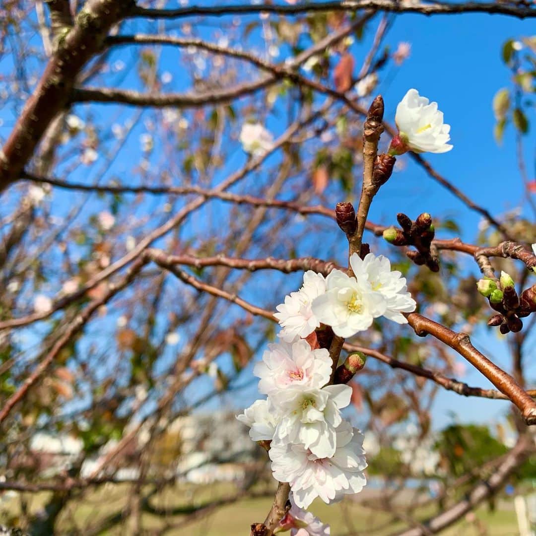 小出由華のインスタグラム：「今日は暖かかったですね😊☀️公園で香りに誘われてたどり着いた先に😍🌸早起きは三文の徳💡 ・ ・ ・ #さくら#公園#桜#kirsebær #blomster #cherryblossom #autumn#efterår #tokyo」