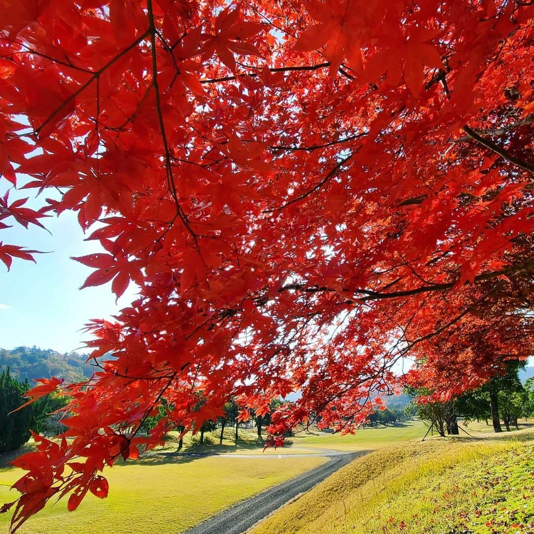 竹内弘一さんのインスタグラム写真 - (竹内弘一Instagram)「キレイです！ことしの紅葉。 ことしは特にいろんな思いがよぎるなあ。 忘れられない秋冬になりそうです。 みんなが仲良くできますように。 #紅葉 #みんな仲良く #京都」11月17日 23時14分 - takeuchi_koichi