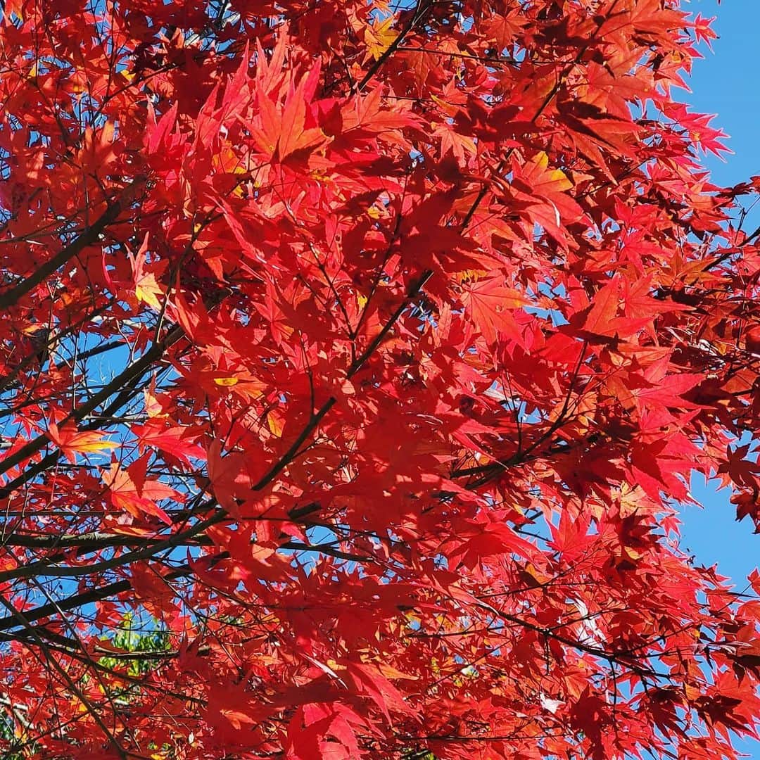 竹内弘一のインスタグラム：「キレイです！ことしの紅葉。 ことしは特にいろんな思いがよぎるなあ。 忘れられない秋冬になりそうです。 みんなが仲良くできますように。 #紅葉 #みんな仲良く #京都」
