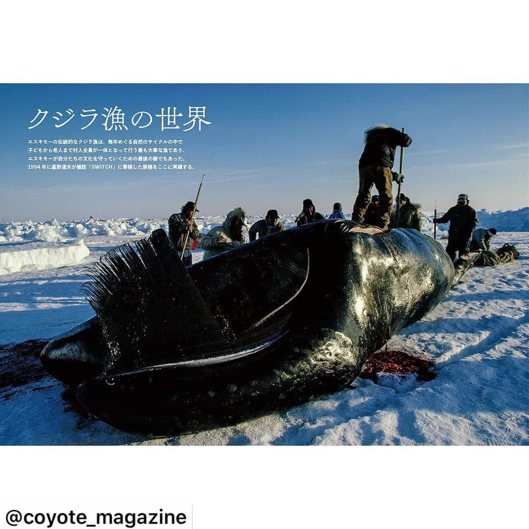 新井敏記のインスタグラム：「photo essay「クジラ漁の世界」（写真と文=星野道夫） 11月15日発売の「Coyote No.72 星野道夫 最後の狩猟」では、星野道夫がエスキモーのクジラ漁に密着し、その様子を克明に記録した1万字に及ぶ単行本未収録原稿を掲載。エスキモーの伝統的なクジラ漁は、毎年めぐる自然のサイクルの中で子どもから老人まで村人全員が一体となって行う最も大事な漁であり、エスキモーが自分たちの文化を守っていくための最後の砦でもあったーー。  #星野道夫 #hoshinomichio #michiohoshino #coyote_magazine #travel_magazine #旅 #旅好きな人と繋がりたい #写真 #写真好きな人と繋がりたい #写真家 #自然写真 #アラスカ #alaska #悠久の時を旅する #狩猟 #狩猟生活 #狩猟解禁 #hunt #hunter」