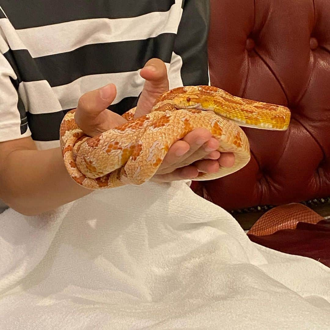 ERICAさんのインスタグラム写真 - (ERICAInstagram)「【世界のヘビと触れ合える！ヘビカフェ🐍】﻿ ﻿ ある休日、スケートを滑りたくなって調べもせずにスケート場へ。﻿ ﻿ スケートリンクを一般に開放したと聞いて、そのまま行ってしまいました😅﻿ ﻿ そしたら、月2回、一部の時間帯だけの開放で、普通に一般の利用はできなかった💦﻿ ﻿ つまらん。﻿ ﻿ でも、ここまで来てしまったし、帰るのも忍びないので、前から行ってみたかったヘビカフェに行ってみることにした。﻿ ﻿ 雨の中歩いて行ったから湿気で髪が🦱﻿ ﻿ ﻿ 2kmくらい歩いてヘビカフェ到着✨﻿ ﻿ まず、中に入って、入り口にいるヘビを1匹選んでテーブルに連れて行きます。﻿ ﻿ それでヘビを観察しながらお茶をするという少しシュールな感じの空間と時間を過ごす☺️﻿ ﻿ 私は巳年🐍だからか、昔からヘビが好きだから好きな時間😍﻿ ﻿ カフェでは、ヘビの生態を知れる本もたくさんあって勉強になりました。﻿ ﻿ ヘビ飼いの店員さんにも、ここぞとばかりいろいろ質問できましたっ😆﻿ ﻿ 店員さんたちのヘビ愛が半端ない✨﻿ ﻿ ちなみに最近ヘビをペットにする人も増えてきているらしいのですが、﻿ ﻿ 残念なことに、ヘビが感情を持って懐くということはないとのこと。﻿ ﻿ なんだか寂しいねぇ🥺﻿ ﻿ いずれにしても、ヘビはかわいかった🐍♡﻿ ﻿ ﻿ #日本 #東京 #ヘビ #ヘビカフェ #原宿 #原宿カフェ #渋谷 #カフェ #休日 #巳年 #観光 #リラックス #東京観光 #休日の過ごし方 #ハヤリタビ #東京女子部 #ペット #世界 #蛇﻿ #タビジョ #旅好きと繋がりたい #旅 #旅行 #旅行好きと繋がりたい #旅スタグラム #おうち時間 #かわいい #スネークセンター #東京スネークセンター #スベスベ」11月17日 23時26分 - renee.erica89