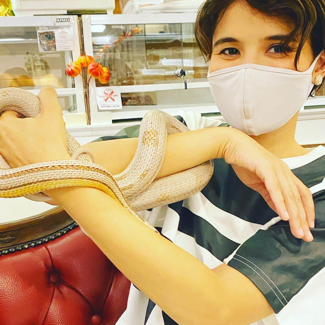 ERICAさんのインスタグラム写真 - (ERICAInstagram)「【世界のヘビと触れ合える！ヘビカフェ🐍】﻿ ﻿ ある休日、スケートを滑りたくなって調べもせずにスケート場へ。﻿ ﻿ スケートリンクを一般に開放したと聞いて、そのまま行ってしまいました😅﻿ ﻿ そしたら、月2回、一部の時間帯だけの開放で、普通に一般の利用はできなかった💦﻿ ﻿ つまらん。﻿ ﻿ でも、ここまで来てしまったし、帰るのも忍びないので、前から行ってみたかったヘビカフェに行ってみることにした。﻿ ﻿ 雨の中歩いて行ったから湿気で髪が🦱﻿ ﻿ ﻿ 2kmくらい歩いてヘビカフェ到着✨﻿ ﻿ まず、中に入って、入り口にいるヘビを1匹選んでテーブルに連れて行きます。﻿ ﻿ それでヘビを観察しながらお茶をするという少しシュールな感じの空間と時間を過ごす☺️﻿ ﻿ 私は巳年🐍だからか、昔からヘビが好きだから好きな時間😍﻿ ﻿ カフェでは、ヘビの生態を知れる本もたくさんあって勉強になりました。﻿ ﻿ ヘビ飼いの店員さんにも、ここぞとばかりいろいろ質問できましたっ😆﻿ ﻿ 店員さんたちのヘビ愛が半端ない✨﻿ ﻿ ちなみに最近ヘビをペットにする人も増えてきているらしいのですが、﻿ ﻿ 残念なことに、ヘビが感情を持って懐くということはないとのこと。﻿ ﻿ なんだか寂しいねぇ🥺﻿ ﻿ いずれにしても、ヘビはかわいかった🐍♡﻿ ﻿ ﻿ #日本 #東京 #ヘビ #ヘビカフェ #原宿 #原宿カフェ #渋谷 #カフェ #休日 #巳年 #観光 #リラックス #東京観光 #休日の過ごし方 #ハヤリタビ #東京女子部 #ペット #世界 #蛇﻿ #タビジョ #旅好きと繋がりたい #旅 #旅行 #旅行好きと繋がりたい #旅スタグラム #おうち時間 #かわいい #スネークセンター #東京スネークセンター #スベスベ」11月17日 23時26分 - renee.erica89