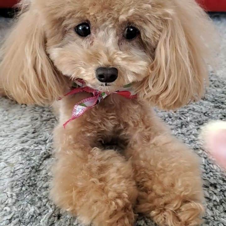 聖澤諒のインスタグラム：「ご主人様の言うことはちゃんと守れるラスクちゃんです😄 #dogstagram #dog#犬#愛犬#といぷーどる #トイプードル#トイプードル女の子」