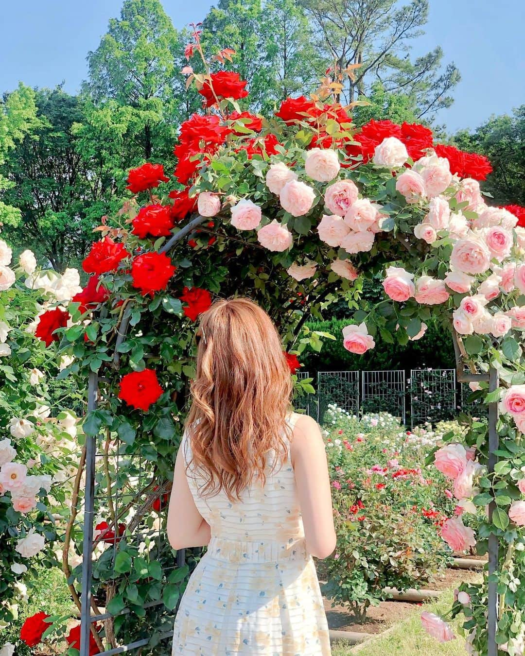 真衣ひなのさんのインスタグラム写真 - (真衣ひなのInstagram)「🌸 先日、花組さんの千秋楽を 観劇させてもらいました。 初めてのライブビューイングは 不思議な緊張感がありました。  いまもね、 フレンチトーストみたいに 感動と幸せの余韻でひたひた。  花組の皆様、ありがとう。 ☑︎アメブロ更新 「はいからさんが通る千秋楽」  写真撮ってなかったから、 花組にちなめる？お花とかピンクの写真 めっちゃ探しました🦭笑」11月17日 23時53分 - hinano_mai