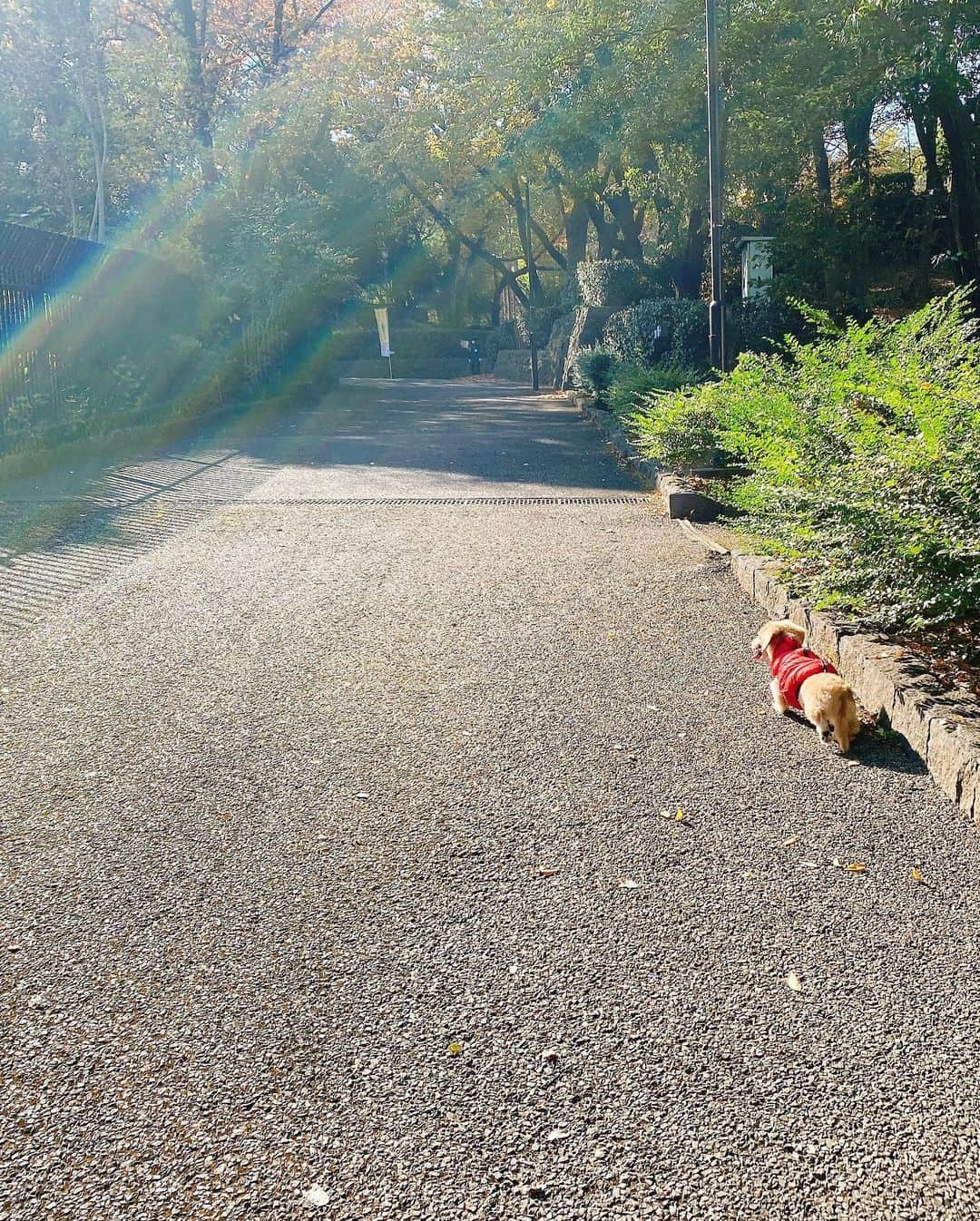 菅長愛子さんのインスタグラム写真 - (菅長愛子Instagram)「🐶🏠☀️  🐶愛犬(らぶ♀10歳)ミニチュアダックス  らぶちゃん🐶  お散歩コース🚶‍♀️の公園で毎回必ず2人以上の方に声をかけてもらえます🤍🐶 小さい女の子が可愛い可愛いって撫でまくってくれたのも嬉しい。 本人は無反応ながらも逃げずに受け止めてた🐶💘←  人見知りなところも可愛い。  #犬のいる暮らし #ミニチュアダックス #ミニチュアダックスフンド #犬のいる生活 #犬好きな人と繋がりたい #いぬすたぐらむ #いぬのきもち #わんすたぐらむ #わんこのいる生活 #らぶ #🐶 #dogstagram #dog #dogs #doglover #family #love #diet #ダイエット #ダイエット仲間募集」11月18日 0時08分 - aiko_suganaga