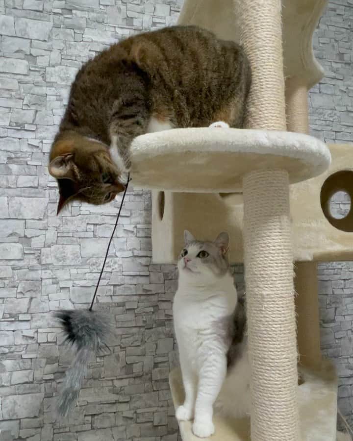 のインスタグラム：「* They never play at once. They wait for their turns. 一緒に遊ばず順番こ。 #元野良猫部 #元野良もカワイイ説普及隊 #shotoniPhone12ProMax *」
