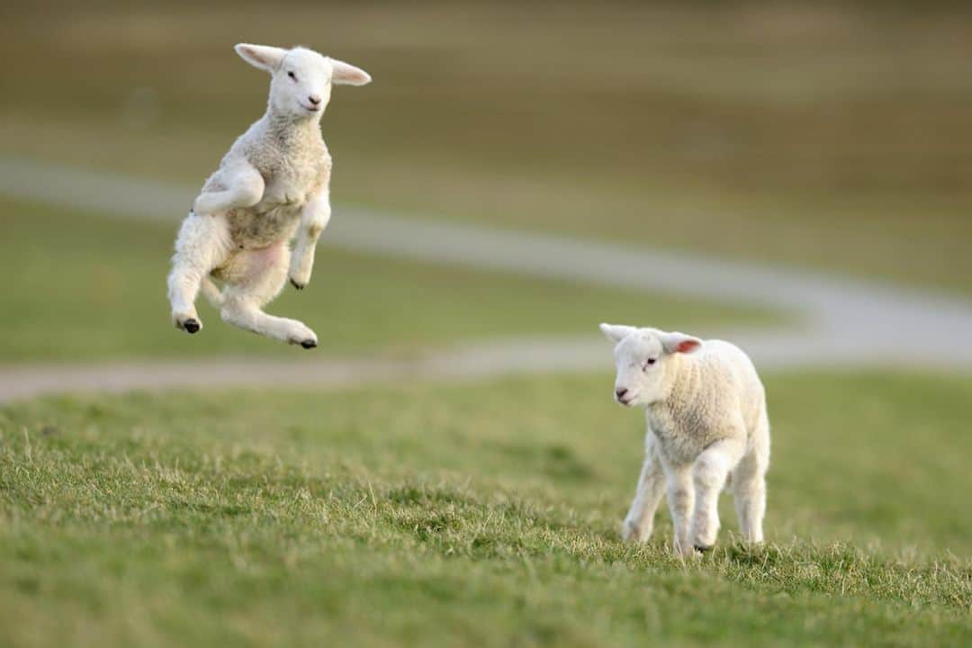 アニマルプラネットさんのインスタグラム写真 - (アニマルプラネットInstagram)「We could all use a little more pep in our step.  . . . . . #toocute #toocutetuesday #lamb #sheep #farmanimal #wool #animalplanet #pictureoftheday #photooftheday」11月18日 0時11分 - animalplanet