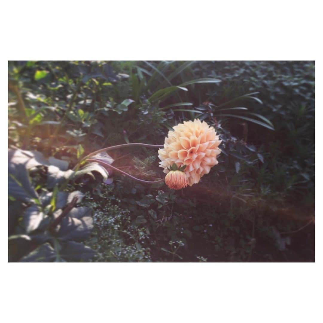 愛加あゆさんのインスタグラム写真 - (愛加あゆInstagram)「お花❁⃘*.ﾟ  #花 #flower #自然の造形美 #愛加あゆ」11月18日 0時23分 - manaka_ayu