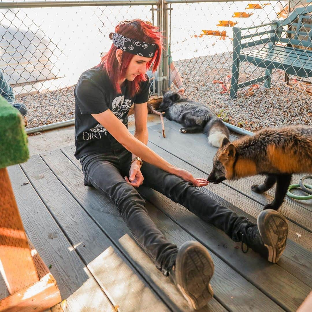 Rylaiさんのインスタグラム写真 - (RylaiInstagram)「Welcome to America 🇺🇸 Baby Vlad!  . Panda & Her Pals Friend, Vlad has arrived at the @jabcecc  . What color morph is Vlad???  . . Vlad is a natural color of the #redfox you would find in the wild. He is the youngest of the 3 of 9 we received and is about 6.5 month old. He is pretty tiny and full of play,, often annoying his big brothers while they sleep or trying to cuddle with them.  . He is absolutely gorgeous and is going to make an amazing Ambassador at the center.  . We still have 6 more babies to bring and are still raising money to cover their transport costs that have risen. We know many of you have donated so much.... and many of you don’t have anything left to donate, and we thank you all for your generous support. If you can start a Facebook or GoFundMe fundraiser on our behalf, or share our fundraisers to help get us the monies we still need for their transport, let alone their care!!  . We will be also offering Sponsorship for each of the babies to help in their care.  . If you cannot donate, or share, are local and want to help build enrichment for their enclosures, let us know!! We could use you!!  . . Link in bio for fundraiser.  . Photography by our wonderful friend @anabeldflux featuring @vette_rodd and David Bassett. . . . #vlad #ppp #russianboy #animals #animal #animallovers #playtime #foxes #fox #vulpes #furfree #animalwelfare #conservation #domestication #sandiego #southernutah #baby #kit #photography #jabcecc #support #save #rescue #instagood #instadaily」11月18日 0時33分 - jabcecc