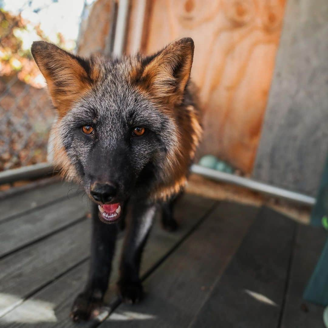 Rylaiさんのインスタグラム写真 - (RylaiInstagram)「Welcome to America 🇺🇸 Baby Vlad!  . Panda & Her Pals Friend, Vlad has arrived at the @jabcecc  . What color morph is Vlad???  . . Vlad is a natural color of the #redfox you would find in the wild. He is the youngest of the 3 of 9 we received and is about 6.5 month old. He is pretty tiny and full of play,, often annoying his big brothers while they sleep or trying to cuddle with them.  . He is absolutely gorgeous and is going to make an amazing Ambassador at the center.  . We still have 6 more babies to bring and are still raising money to cover their transport costs that have risen. We know many of you have donated so much.... and many of you don’t have anything left to donate, and we thank you all for your generous support. If you can start a Facebook or GoFundMe fundraiser on our behalf, or share our fundraisers to help get us the monies we still need for their transport, let alone their care!!  . We will be also offering Sponsorship for each of the babies to help in their care.  . If you cannot donate, or share, are local and want to help build enrichment for their enclosures, let us know!! We could use you!!  . . Link in bio for fundraiser.  . Photography by our wonderful friend @anabeldflux featuring @vette_rodd and David Bassett. . . . #vlad #ppp #russianboy #animals #animal #animallovers #playtime #foxes #fox #vulpes #furfree #animalwelfare #conservation #domestication #sandiego #southernutah #baby #kit #photography #jabcecc #support #save #rescue #instagood #instadaily」11月18日 0時33分 - jabcecc