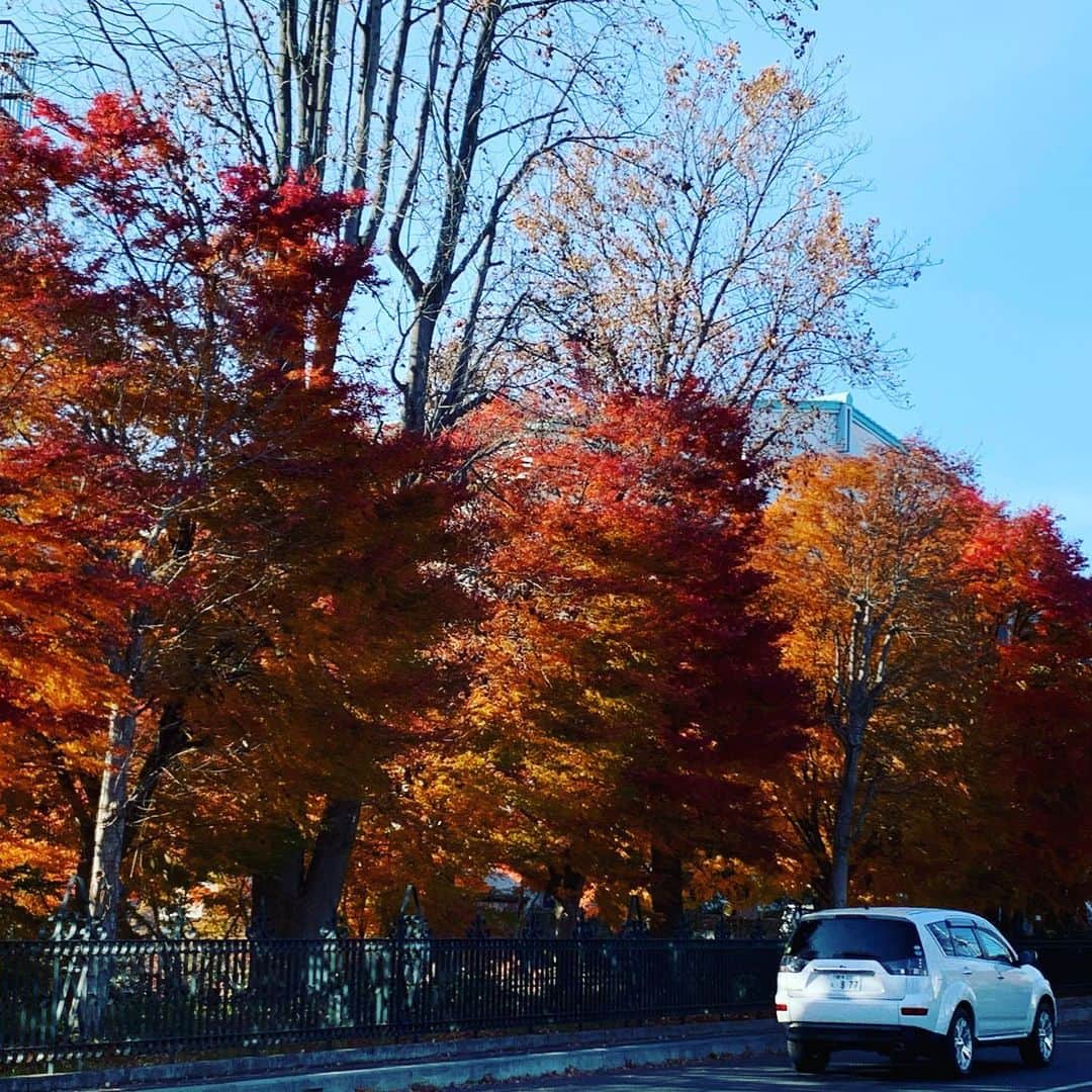 大隅智子さんのインスタグラム写真 - (大隅智子Instagram)「岩手大学前の紅葉。 晩秋の美しさです。 #岩手大学 #盛岡 #岩手 #紅葉 #晩秋」11月18日 0時36分 - tomokotenki