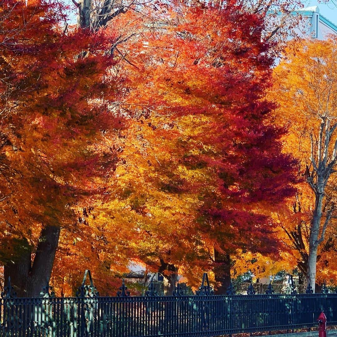 大隅智子さんのインスタグラム写真 - (大隅智子Instagram)「岩手大学前の紅葉。 晩秋の美しさです。 #岩手大学 #盛岡 #岩手 #紅葉 #晩秋」11月18日 0時36分 - tomokotenki