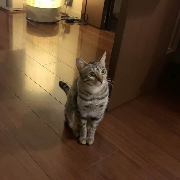 のインスタグラム：「地味な鳴き声バージョン。仕事していて無視していると、こんな鳴き声で3分くらい訴えられます。可愛い💕メロメロ(笑) いつもこうだと良いけれど…😅  #マメ #オシキャット #溝口肇」