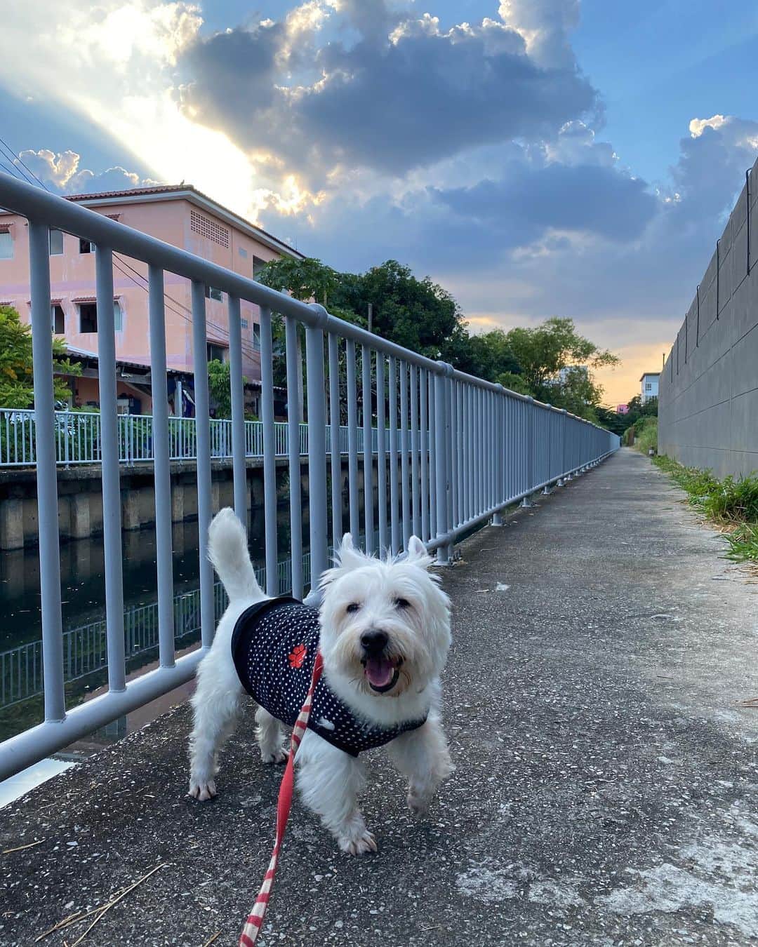 Hoykong&Plamuekのインスタグラム：「A walk before sunset today #plamuek_westies #missyoueverydayhoykong」
