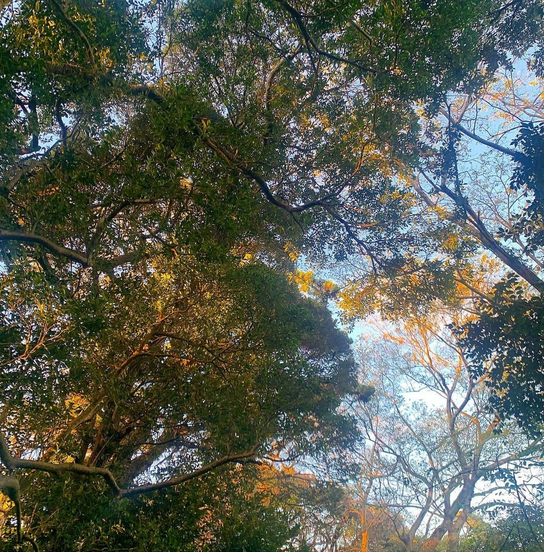 ノーマさんのインスタグラム写真 - (ノーマInstagram)「束の間の紅葉。美しかったぁ。 山をハイクした後は、斉藤幸平さんの新著「人新世の資本論」の感想をシェアしながらディスカッション。 咀嚼時間に興奮してまう本にたくさん出合わせて頂いている2020年。知りたいこと、分野を越えて聞いてみたいことが沢山です。 thank you for the nice recommendations & tour @taka_tsujii ⛰🏂🌈  #kamakura #紅葉 #人新世の資本論」11月18日 1時11分 - noma77777