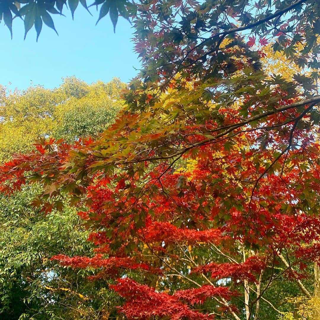 ノーマさんのインスタグラム写真 - (ノーマInstagram)「束の間の紅葉。美しかったぁ。 山をハイクした後は、斉藤幸平さんの新著「人新世の資本論」の感想をシェアしながらディスカッション。 咀嚼時間に興奮してまう本にたくさん出合わせて頂いている2020年。知りたいこと、分野を越えて聞いてみたいことが沢山です。 thank you for the nice recommendations & tour @taka_tsujii ⛰🏂🌈  #kamakura #紅葉 #人新世の資本論」11月18日 1時11分 - noma77777