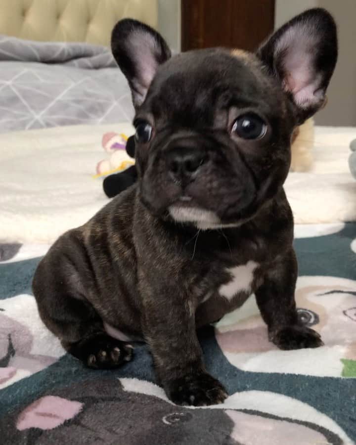 Regeneratti&Oliveira Kennelのインスタグラム：「Mellow is just precious ❤️ #frenchbulldog」