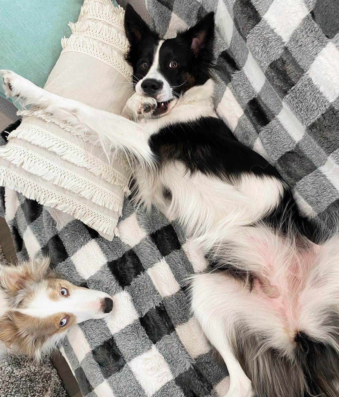 Jazzy Cooper Fostersさんのインスタグラム写真 - (Jazzy Cooper FostersInstagram)「Phoebe’s spotted belly transformation. She still has her heart mark under that fluff. ❤️🙊」11月18日 1時58分 - bordernerd
