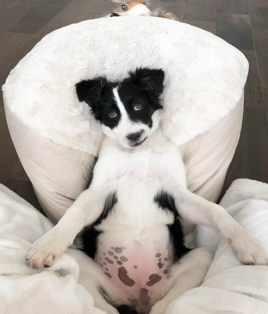 Jazzy Cooper Fostersさんのインスタグラム写真 - (Jazzy Cooper FostersInstagram)「Phoebe’s spotted belly transformation. She still has her heart mark under that fluff. ❤️🙊」11月18日 1時58分 - bordernerd