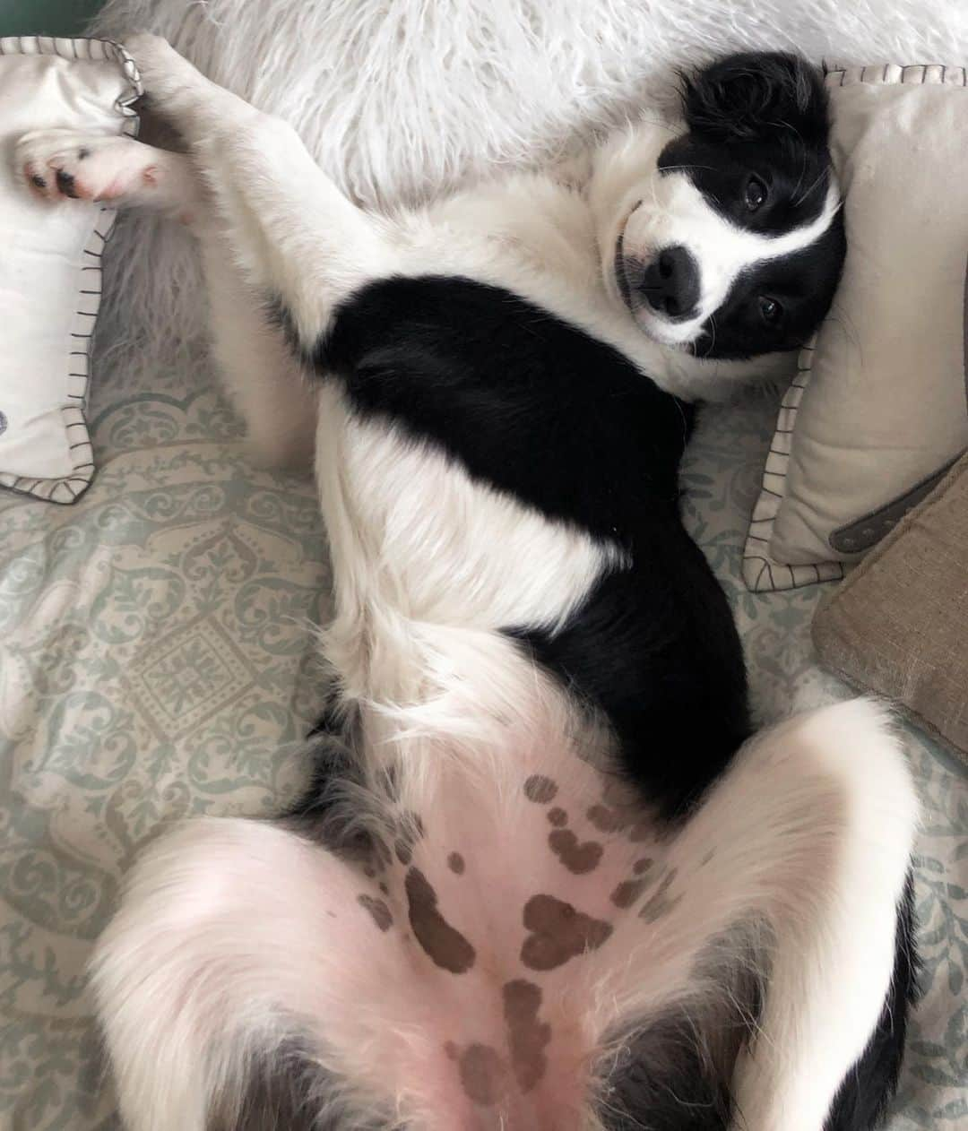 Jazzy Cooper Fostersさんのインスタグラム写真 - (Jazzy Cooper FostersInstagram)「Phoebe’s spotted belly transformation. She still has her heart mark under that fluff. ❤️🙊」11月18日 1時58分 - bordernerd