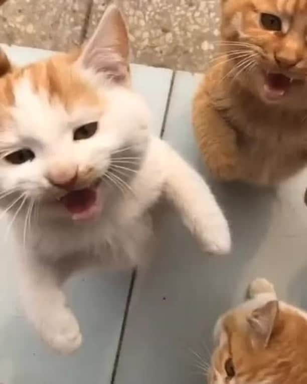 Aww Clubのインスタグラム