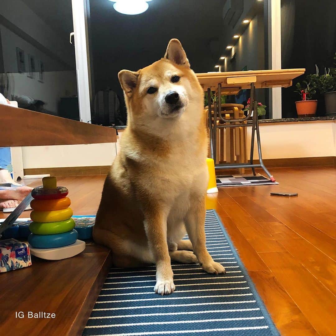 Balltze My name is Ballのインスタグラム：「Since my new home doesn’t  have marble steps I have replace it with coffee table 🧀  #fat96 #balltze #nomnomnomclub #balltzecheems #yos #cheems」