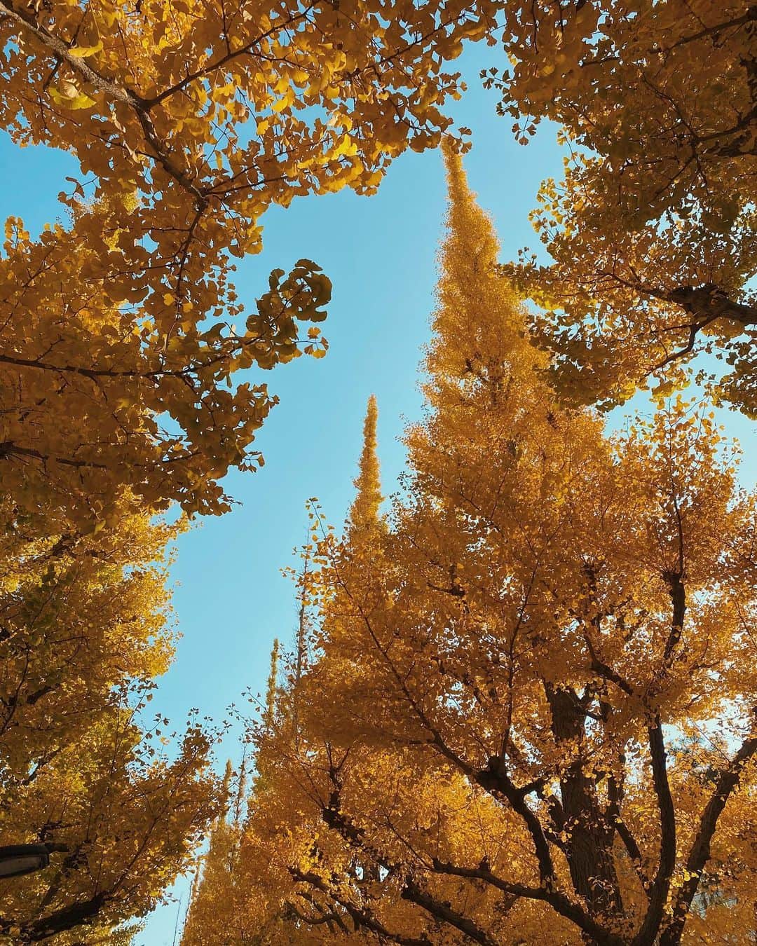 May J.さんのインスタグラム写真 - (May J.Instagram)「A walk in November 🍂🍁 撮影の合間にイチョウ並木を見ながらお散歩。とっても綺麗だった〜💛 今日はリハーサル頑張ってきます！  #イチョウ並木を見ながら #GingkoTrees #Khaite #jbrandjeans  #TheRow」11月18日 13時14分 - mayjamileh