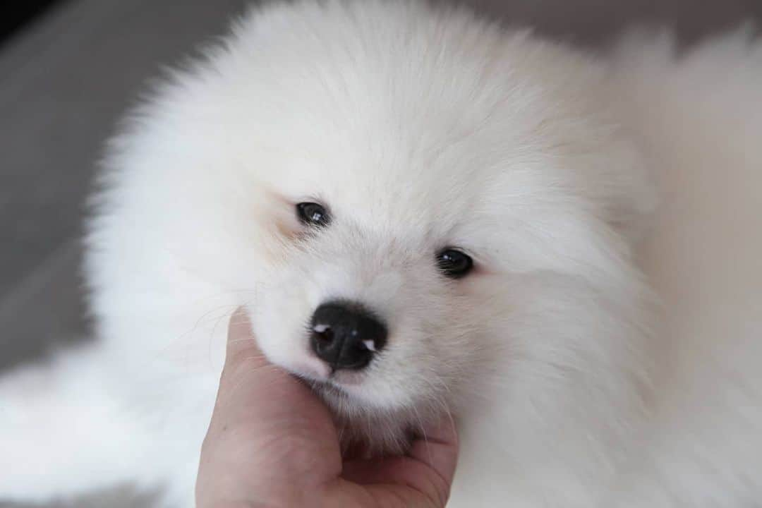 Alex Toのインスタグラム：「Throwback. 😘😘😘 #cute #dog #doglover #dogsofinstagram #dogoftheday #dogofthedayjp #dogstagram #fluffy #hkig #hongkong #ilovemydog #instadog #instagood #instamood #instagraphy #instapic #samoyedoninstagram #pet #petlovers #petsofinstagram #petstagram #photooftheday #puppy #pupsofinstagram #samoyed #samoyedsofinstagram #webstagram #犬 #サモエド」