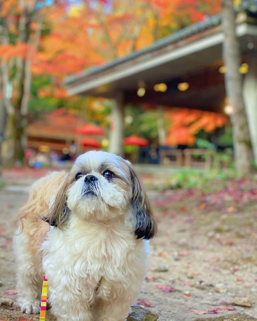 榊原みゆくさんのインスタグラム写真 - (榊原みゆくInstagram)「【有馬紅葉】 しーちゃんを連れて、有馬紅葉🍁  あなた、絵になるわよ🖼😂  その顔の角度、最高💓💓  @dogupvilla  @arima_grand_hotel   #shihtzu #shihtzusofinstagram #shihtzulovers #shihtzugram #shihtzulove #arimaonsen #arimagrandhotel #dogupvilla #シーズー #シーズー大好き部 #シーズーlove #有馬温泉 #有馬グランドホテル #ドッグアップヴィラ #有馬でポカポカ @arimaonsen_kobe」11月18日 11時53分 - miyukuscarab