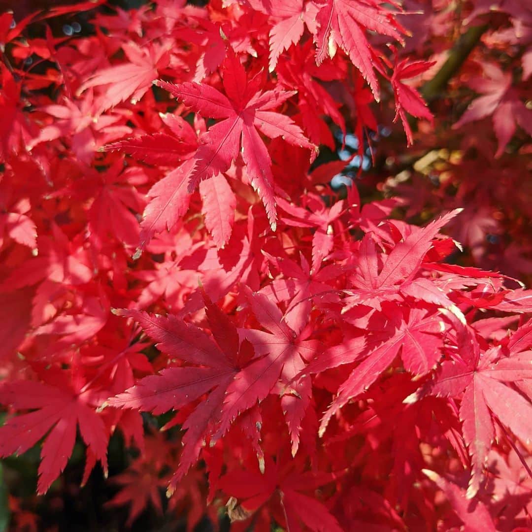 川江美奈子さんのインスタグラム写真 - (川江美奈子Instagram)「まっかだなー♪  で思い出すのはいつも2ndパート ハモリ好きならみんなそうだよね  #庭のもみじが紅葉しました」11月18日 11時46分 - minakokawae