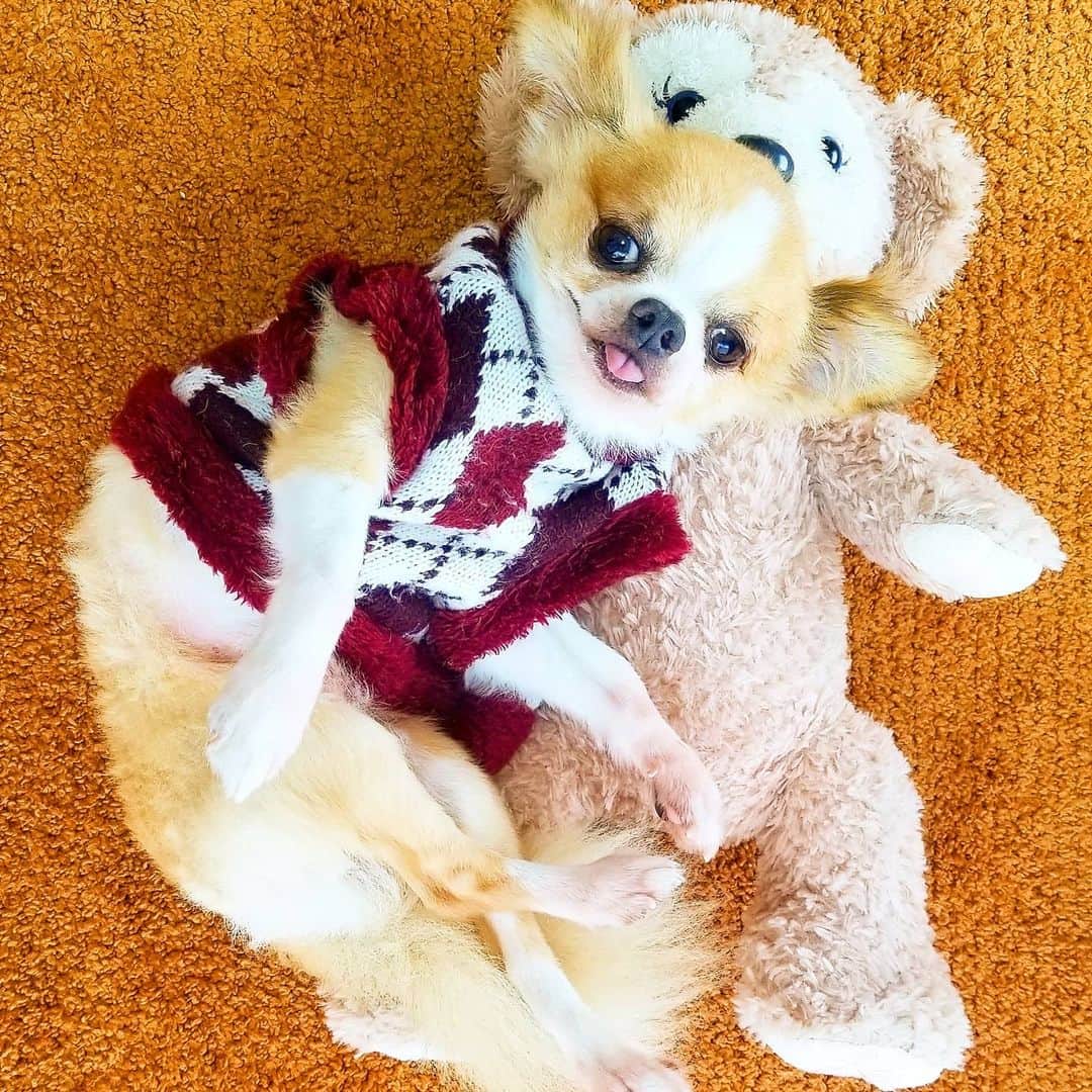 石関友梨のインスタグラム：「まったり・・・🤎  #ユニ #チワワ #垂れ耳チワワ #お気に入り #シェリーメイ #アーガイル #モコモコ #いつも寝てる #はしゃぐときはごはんのときだけ」