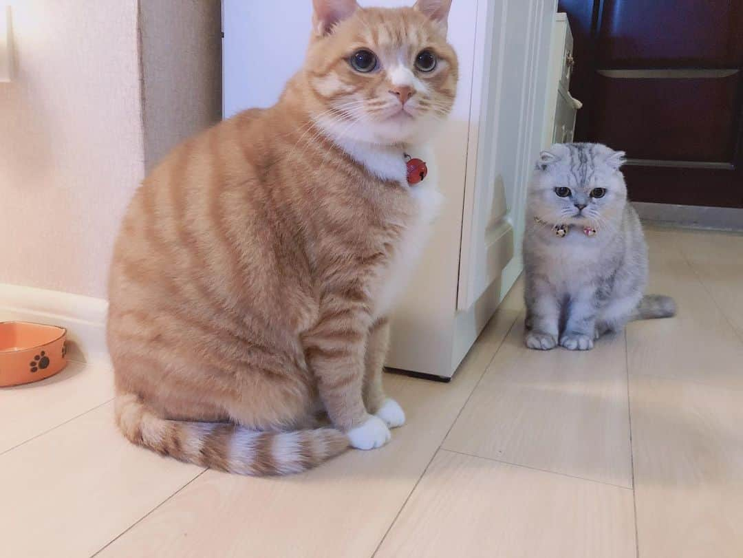 ルフさんのインスタグラム写真 - (ルフInstagram)「The cutest body type difference😁😁 - - #cats #cute #angels #adorable #lovely」11月18日 12時11分 - lanlan731