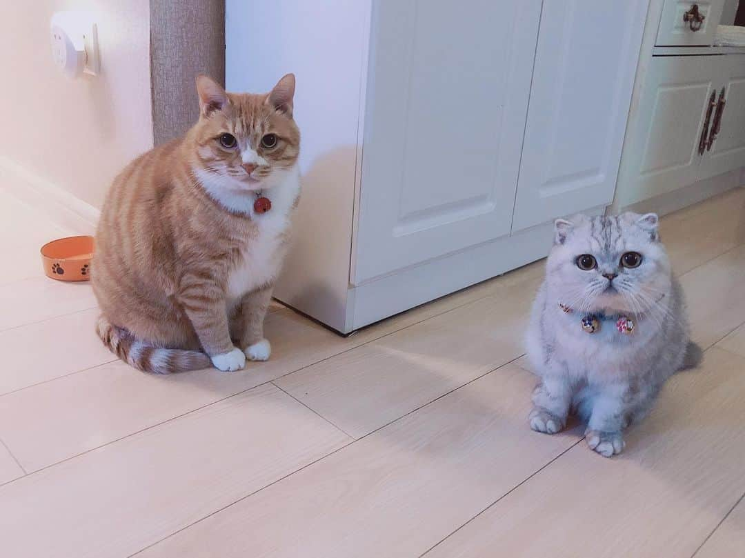 ルフさんのインスタグラム写真 - (ルフInstagram)「The cutest body type difference😁😁 - - #cats #cute #angels #adorable #lovely」11月18日 12時11分 - lanlan731