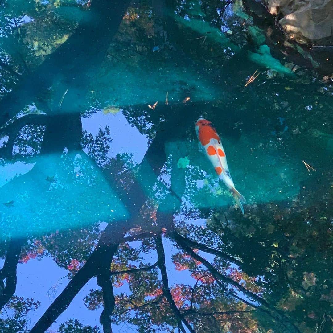 東京都庭園美術館さんのインスタグラム写真 - (東京都庭園美術館Instagram)「【開催中｜生命の庭展】 池の清掃が終わり、鯉も無事に戻って元気に泳いでいます。殺菌消毒効果のある薬品を投入したため、数日間、池は青く変化した幻想的な姿を見せていました。  #東京都庭園美術館 #東京 #旧朝香宮邸 #庭園 #tokyometropolitanteienartmuseum #teienartmuseum #tokyo #garden  #TokyoTokyoFESTIVAL」11月18日 12時06分 - teienartmuseum
