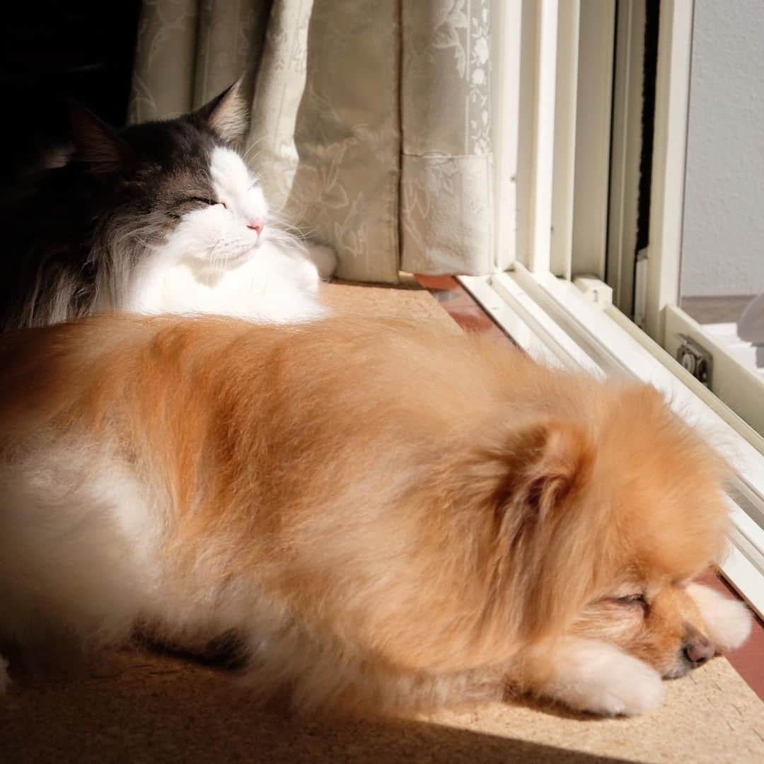 Hanaさんのインスタグラム写真 - (HanaInstagram)「可愛い…というか ぎゃわいぃい😍💕💕💕💕💕 * * ブログ更新しました♪ http://kedamakyoudai.blog.jp/ #NorwegianForestCat#Pomeranian#japan#catlover#doglover#dogs#cat#Kawaii#fluffy#pom#fluffydog#catsofinstagram#dogsofinstagram#fluffycat#ノルウェージャンフォレストキャット#ポメラニアン#pecoいぬ部#ペコねこ部#犬と猫のいる暮らし#かわいい#cute#cutecat#cutedog#funny#funnydog#funnycat#いぬのきもち#ねこのきもち#ライブドアインスタブロガー」11月18日 12時27分 - mofu2family