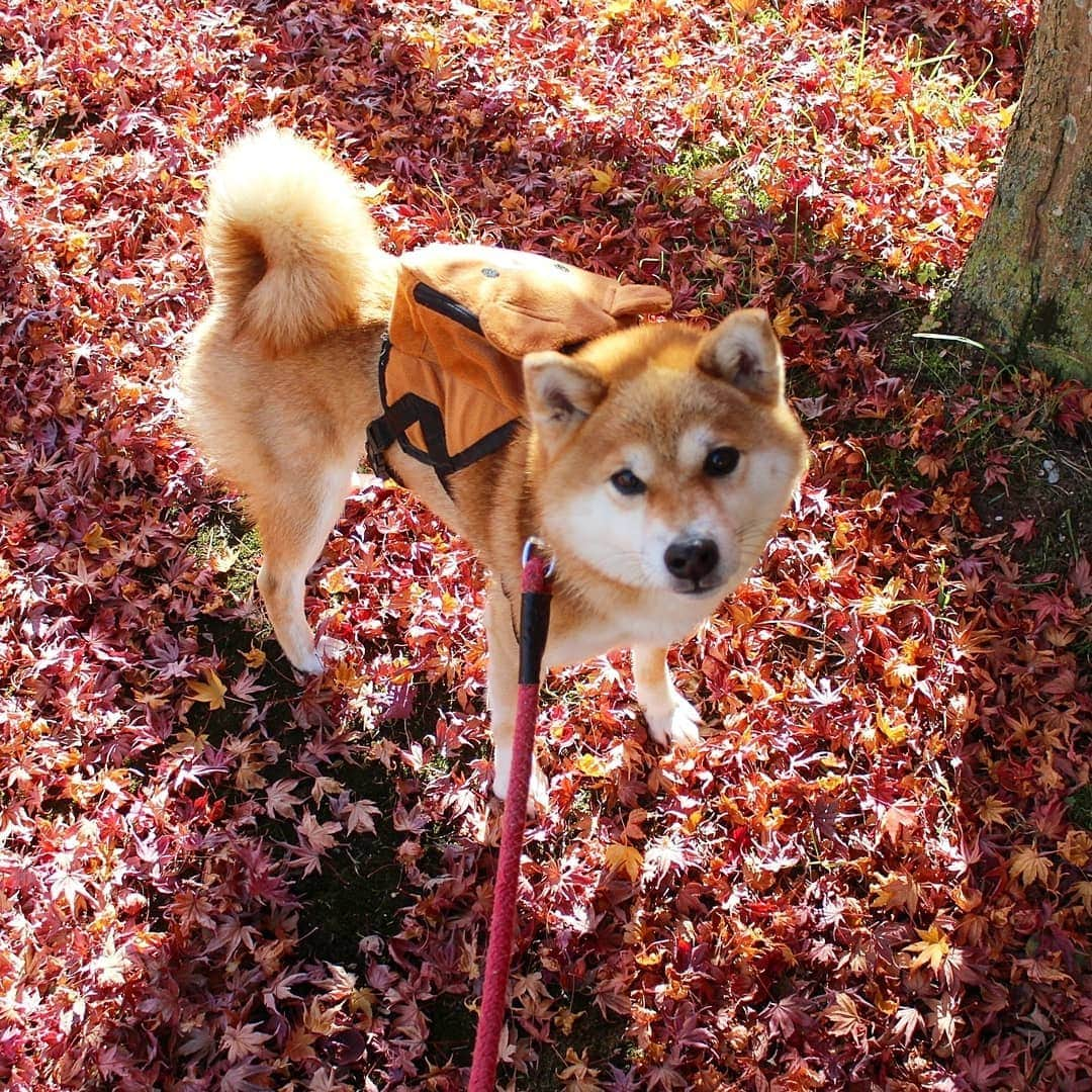 柴犬たま Shibainu Tamaのインスタグラム