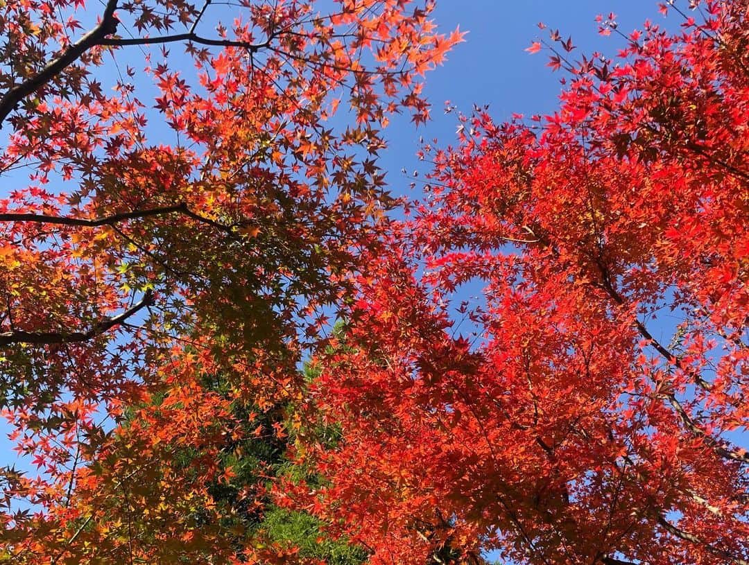 鈴木麻衣花さんのインスタグラム写真 - (鈴木麻衣花Instagram)「箱根へ。 秋の景色と気持ちの良い気候に心からリフレッシュ。 娘が遊べるようになったら行きたいと思っていた彫刻の森美術館、紅葉も綺麗で空が広くてとっても気持ちよかった♡ 帰り道に見れたボンヤリとハッキリ見える富士山が最高でした♡ #箱根旅行#富士山#箱根彫刻の森美術館」11月18日 12時21分 - maika0321