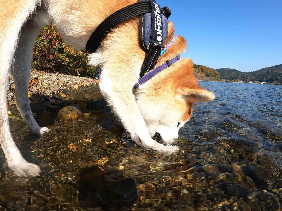 BlackRed shibasのインスタグラム：「14歳でも石コロ好き！ #奥琵琶湖キャンプ場 前琵琶湖 . . . @goprojp @gopro #goprohero9  .  #GoProJP #neneandmusashi2020 #GoPro #ゴープロ #shiba #shibinu #柴犬 #しばいぬ #japan #gopropets #lovely #cute #goprodog #goproのある生活 #happy #gopropets #besomedoggy #doggo #hero9 #goprodogsquad #柴犬ライフ #dog  #beutiful」