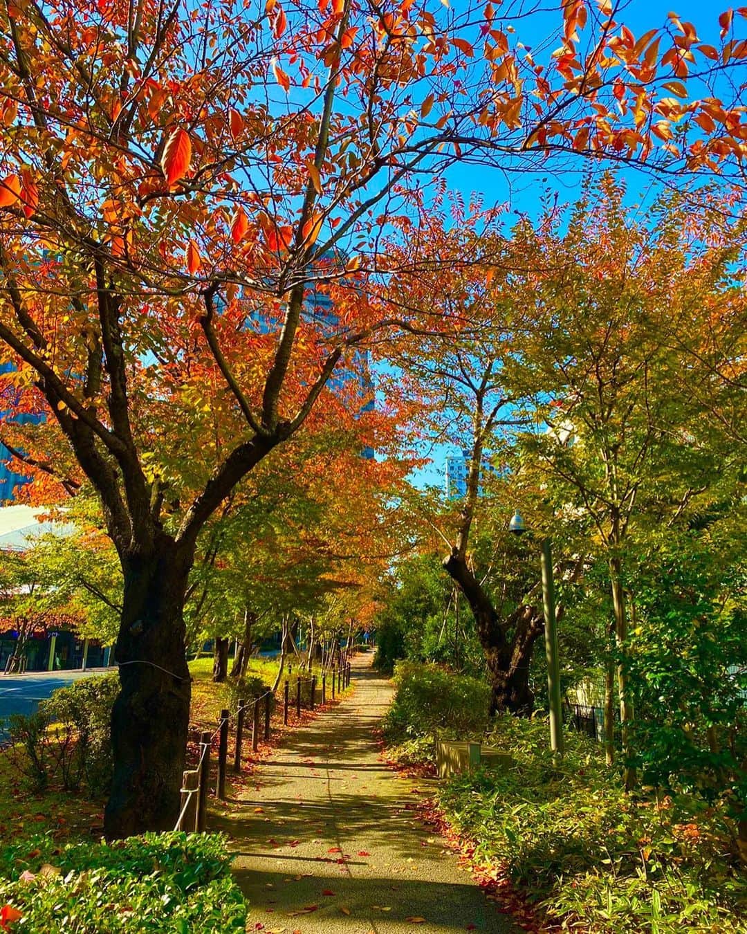 咲妃みゆのインスタグラム：「なんて気持ちの良いお天気…🍁✨﻿ ﻿ ミュージカル「NINE」﻿ 大勢の方々にお力添え頂けているからこそ、無事に初日を迎えられましたし、その後も無事に公演をお届けできています。感謝しかありません。﻿ ﻿ どうにも拭いされないこの不安な気持ちとは常に隣り合わせの毎日ですね。だからこそ＂心は強く今を生きたい＂と思います🍀﻿ ﻿ お一人お一人に、今日も素敵な出来事が待っていますように❤️﻿ ご観劇くださる皆々様、道中お気をつけてお越しくださいね☺️お待ちしています…✨﻿ ﻿ #赤坂ACTシアター﻿ #ミュージカル﻿ #NINE﻿ #まだ緑が残りつつ﻿ #徐々に進む紅葉﻿ #目の覚めるような青空﻿ #とっても好き 💚🧡💙﻿」