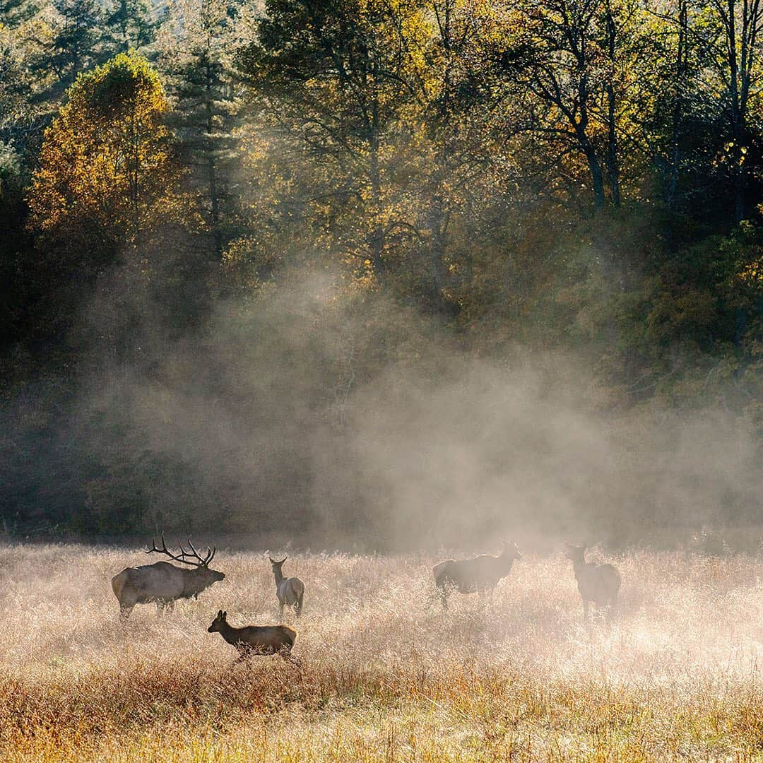 ナショナルジオグラフィックさんのインスタグラム写真 - (ナショナルジオグラフィックInstagram)「Photos by Stephen Alvarez @salvarezphoto / A bull elk bugles in the Cataloochee Valley of the Great Smoky Mountains National Park. Elk call to each other. In this case, the bull is calling to the cows in his group to keep them together—and away from competing males.  On this beautiful morning in mid-October, a hundred or more people braved the narrow, winding dirt road that leads into the valley to the herd. Great herds of elk used to be common in the eastern United States, but since the mid-1800s, their only remnants were names: Elkmont, Banner Elk, the Elk River— where I live in Tennessee.   Elk are enormous; a bull can weigh over 700 pounds (300 kg). It is hard to appreciate how vast a project reintroducing a huge animal into its original habitat is. Bringing elk back to the Smoky Mountains National Park took 10 years of study across the federal, state, and local levels, culminating in 2001, when the first 25 animals were reintroduced. Today the herd has grown to almost 200.   Seeing and hearing them is a visceral experience. People flock to this part of the park just for a glimpse of these magnificent animals. Follow me, @salvarezphoto for more images from around the world.」11月18日 4時37分 - natgeo