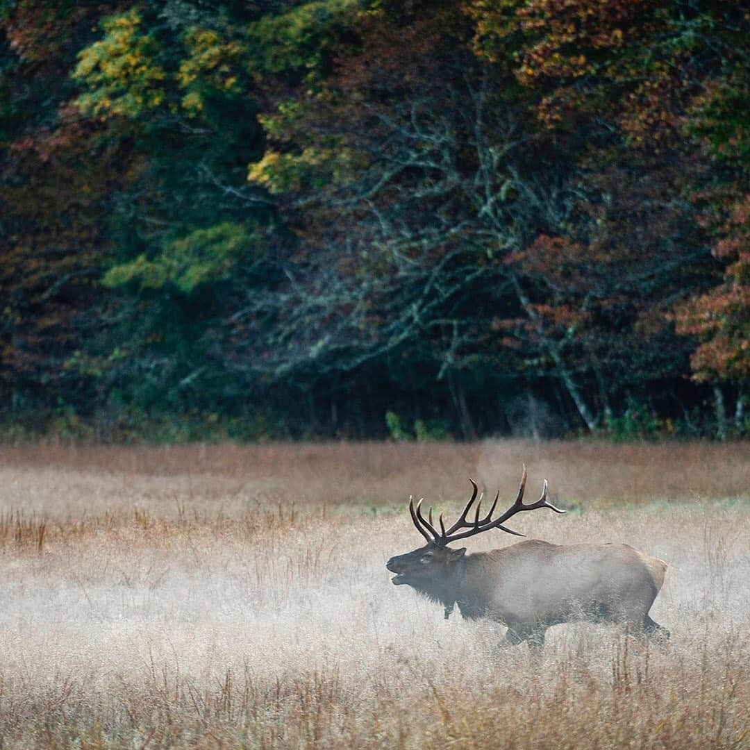 ナショナルジオグラフィックさんのインスタグラム写真 - (ナショナルジオグラフィックInstagram)「Photos by Stephen Alvarez @salvarezphoto / A bull elk bugles in the Cataloochee Valley of the Great Smoky Mountains National Park. Elk call to each other. In this case, the bull is calling to the cows in his group to keep them together—and away from competing males.  On this beautiful morning in mid-October, a hundred or more people braved the narrow, winding dirt road that leads into the valley to the herd. Great herds of elk used to be common in the eastern United States, but since the mid-1800s, their only remnants were names: Elkmont, Banner Elk, the Elk River— where I live in Tennessee.   Elk are enormous; a bull can weigh over 700 pounds (300 kg). It is hard to appreciate how vast a project reintroducing a huge animal into its original habitat is. Bringing elk back to the Smoky Mountains National Park took 10 years of study across the federal, state, and local levels, culminating in 2001, when the first 25 animals were reintroduced. Today the herd has grown to almost 200.   Seeing and hearing them is a visceral experience. People flock to this part of the park just for a glimpse of these magnificent animals. Follow me, @salvarezphoto for more images from around the world.」11月18日 4時37分 - natgeo