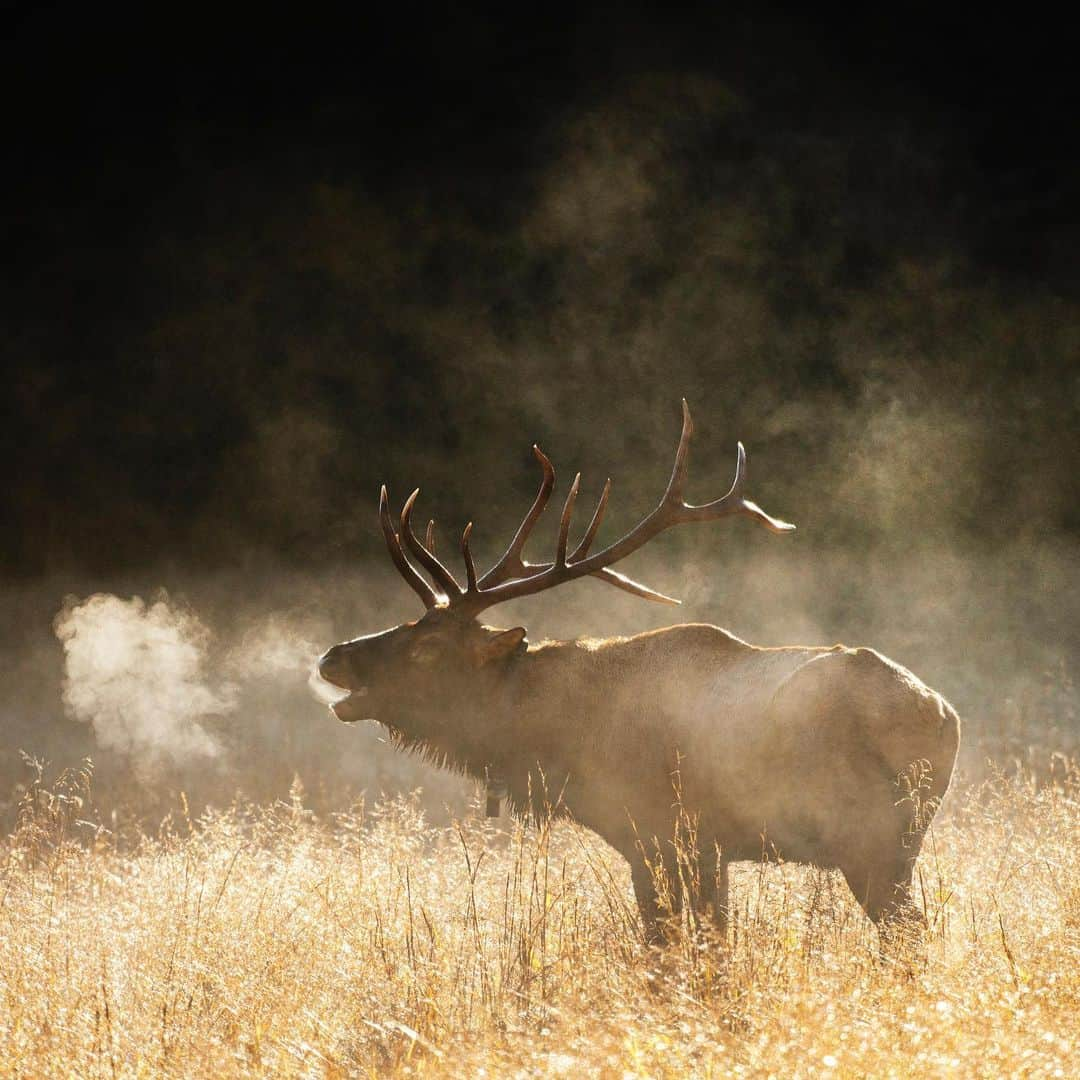 ナショナルジオグラフィックさんのインスタグラム写真 - (ナショナルジオグラフィックInstagram)「Photos by Stephen Alvarez @salvarezphoto / A bull elk bugles in the Cataloochee Valley of the Great Smoky Mountains National Park. Elk call to each other. In this case, the bull is calling to the cows in his group to keep them together—and away from competing males.  On this beautiful morning in mid-October, a hundred or more people braved the narrow, winding dirt road that leads into the valley to the herd. Great herds of elk used to be common in the eastern United States, but since the mid-1800s, their only remnants were names: Elkmont, Banner Elk, the Elk River— where I live in Tennessee.   Elk are enormous; a bull can weigh over 700 pounds (300 kg). It is hard to appreciate how vast a project reintroducing a huge animal into its original habitat is. Bringing elk back to the Smoky Mountains National Park took 10 years of study across the federal, state, and local levels, culminating in 2001, when the first 25 animals were reintroduced. Today the herd has grown to almost 200.   Seeing and hearing them is a visceral experience. People flock to this part of the park just for a glimpse of these magnificent animals. Follow me, @salvarezphoto for more images from around the world.」11月18日 4時37分 - natgeo