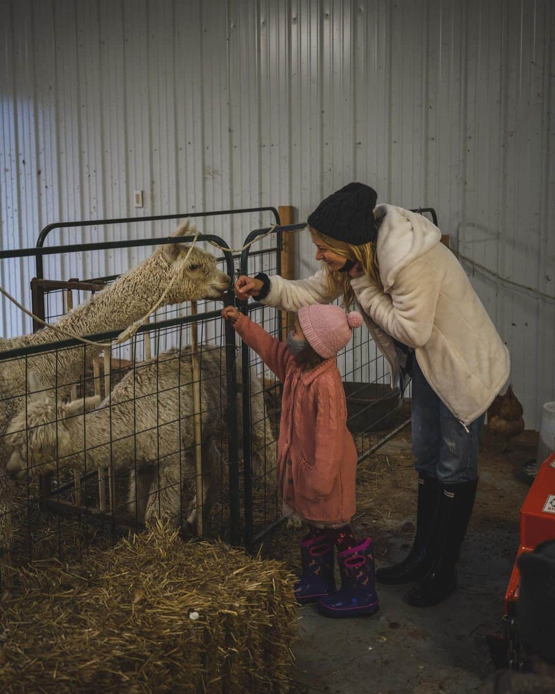 エミリー・デ・レイヴィンさんのインスタグラム写真 - (エミリー・デ・レイヴィンInstagram)「Alpacas! 🦙🦙🦙 What a beautiful (Alpaca) farm we got to stay at at our last @harvesthosts stay in Indiana! It was SO cold late in the day so most of them decided to hang in the barn, along with some friendly chickens & lone black duck🖤. I looove Alpacas so much, such comical & sweet creatures. Theo was a little skeptical of them but totally obsessed with lone duck 😂. Maybe he thought this one Alpaca looked a little too much like him! Lol🤪 We wandered over to their main (& omg STUNNING) barn & we’re greeted by 3 friggin adorable kittens! 😻😻😻  So obvi a Kitten appreciation post will be coming shortly! 😉💖  📷: @eb.photogeography  #alpaca #farmlife #indiana #rvlife #lifeontheroad #mumlife #momlife #toddlerlife #kidlife」11月18日 4時56分 - emiliede_ravin