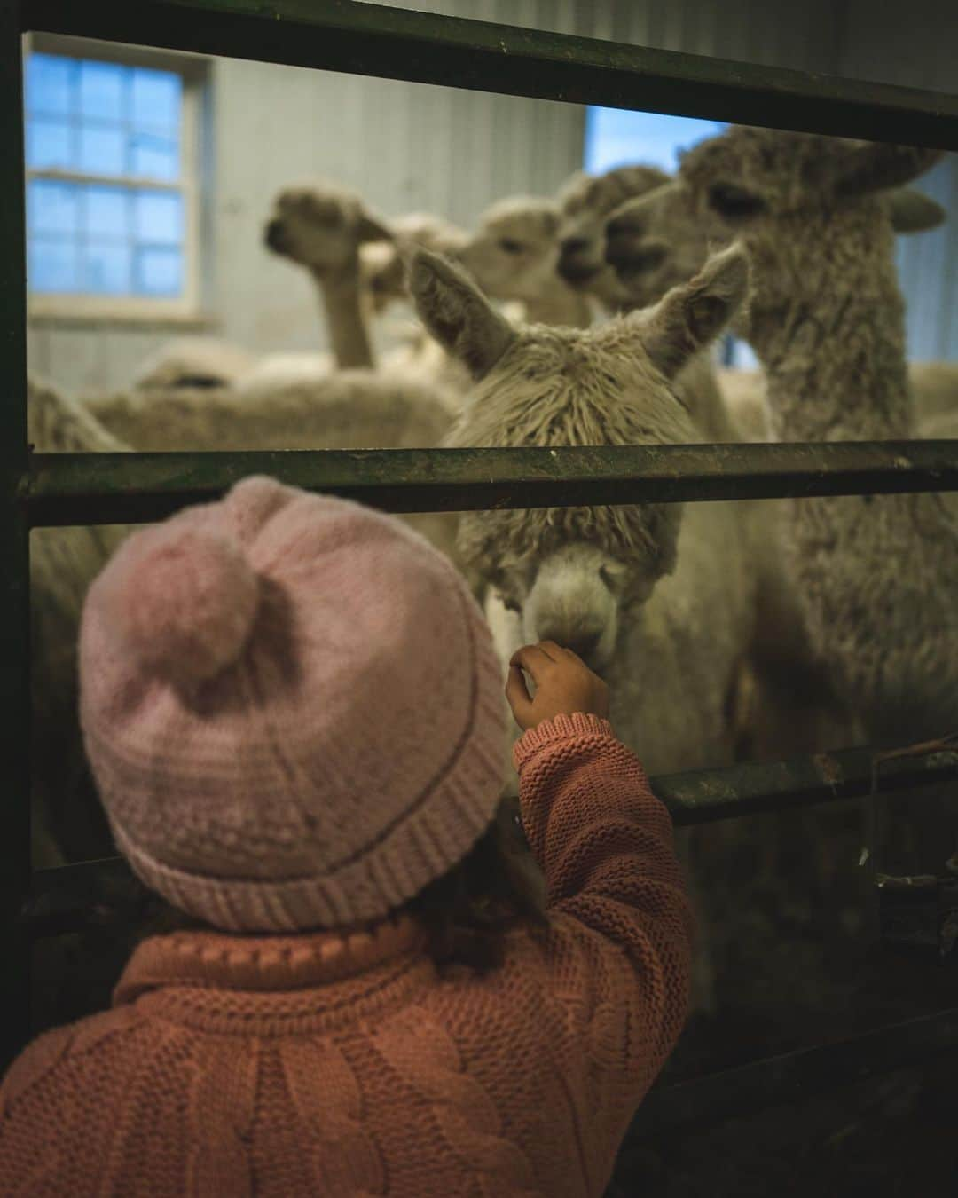 エミリー・デ・レイヴィンさんのインスタグラム写真 - (エミリー・デ・レイヴィンInstagram)「Alpacas! 🦙🦙🦙 What a beautiful (Alpaca) farm we got to stay at at our last @harvesthosts stay in Indiana! It was SO cold late in the day so most of them decided to hang in the barn, along with some friendly chickens & lone black duck🖤. I looove Alpacas so much, such comical & sweet creatures. Theo was a little skeptical of them but totally obsessed with lone duck 😂. Maybe he thought this one Alpaca looked a little too much like him! Lol🤪 We wandered over to their main (& omg STUNNING) barn & we’re greeted by 3 friggin adorable kittens! 😻😻😻  So obvi a Kitten appreciation post will be coming shortly! 😉💖  📷: @eb.photogeography  #alpaca #farmlife #indiana #rvlife #lifeontheroad #mumlife #momlife #toddlerlife #kidlife」11月18日 4時56分 - emiliede_ravin