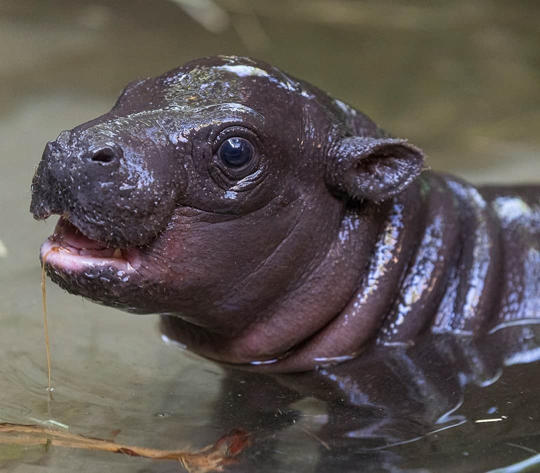 San Diego Zooさんのインスタグラム写真 - (San Diego ZooInstagram)「Be a roll model, not a hippocrite. #Hippocrite #MoreRollsThanABakery #RollModel #SanDiegoZoo」11月18日 5時00分 - sandiegozoo