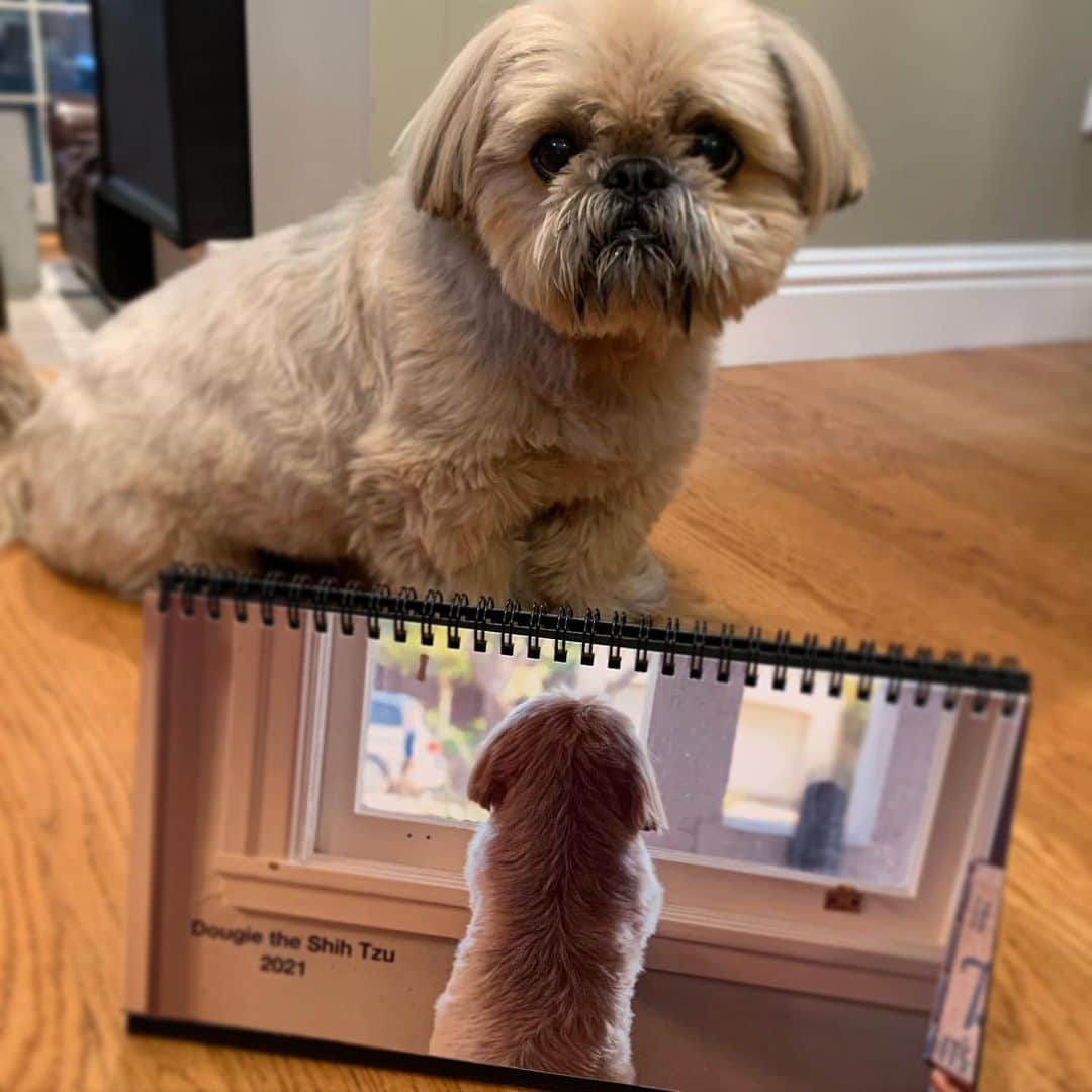 Dougie the Shih Tzuさんのインスタグラム写真 - (Dougie the Shih TzuInstagram)「Hey slackers who didn’t pre-order!  Very limited supply of desk calendars now available in the shop and ready for immediate shipment.  Don’t say I didn’t warn you. 😘 Link in bio or go to www.dailydougie.com」11月18日 5時07分 - dailydougie