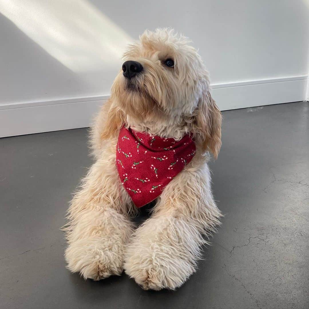 スコット・ホアイングのインスタグラム：「captured this pic of @bubbatheminidoodle listening to ‘amazing grace (my chains are gone)’ by @ptxofficial 🐶✨」