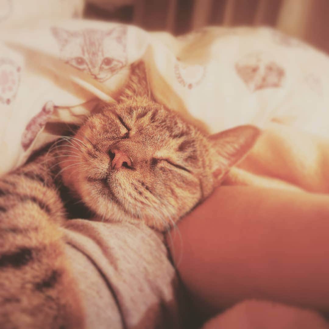 のインスタグラム：「#ねこすたぐらむ #ねこ #cat」