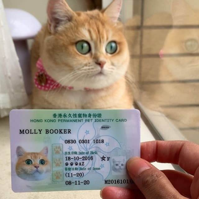 Aww Clubさんのインスタグラム写真 - (Aww ClubInstagram)「Please gimme your finest catnip⠀ ⠀ 📷@molly_nudee⠀ ⠀ #meowed #mollynudee #HK #hkcat #HKID #IDcard #catnip」11月18日 6時00分 - meowed